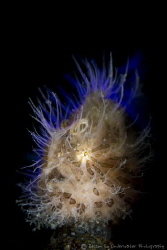 Flaming Hairy Frogfish! by Edison So 